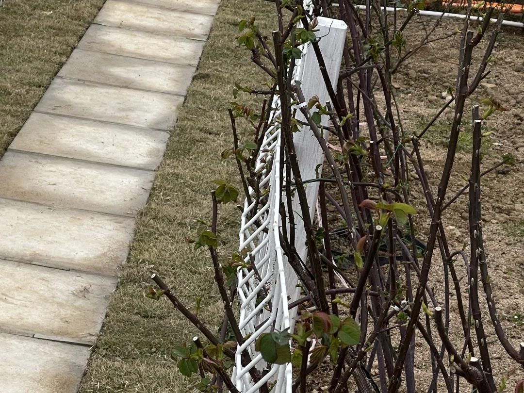 温度飙升，新芽全炸出来