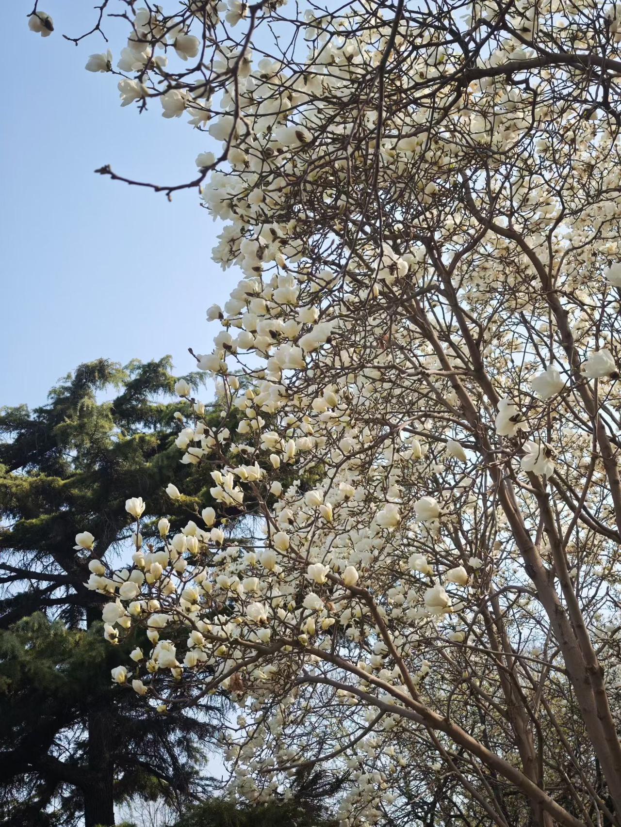 天气变暖，各种花儿都开了。