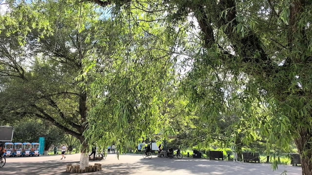 包头赛罕塔拉公园，每天早早的都是锻炼身体的人！