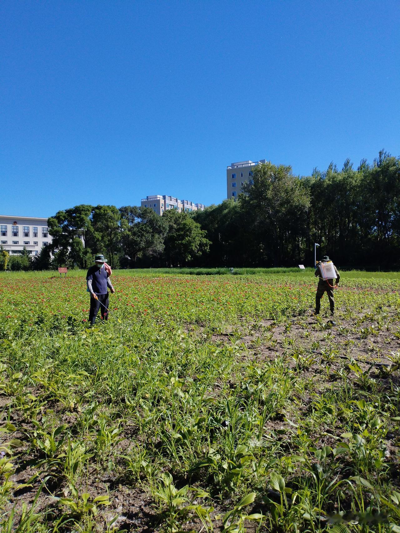 掂烈日
粗布陋衣护花田，
喷云播雾汗相连。
烈日当空除虫害，
请续句……
（昂日