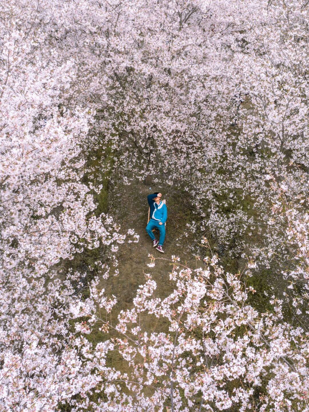 独属于杭州人的浪漫｜大片樱花林即将绽放