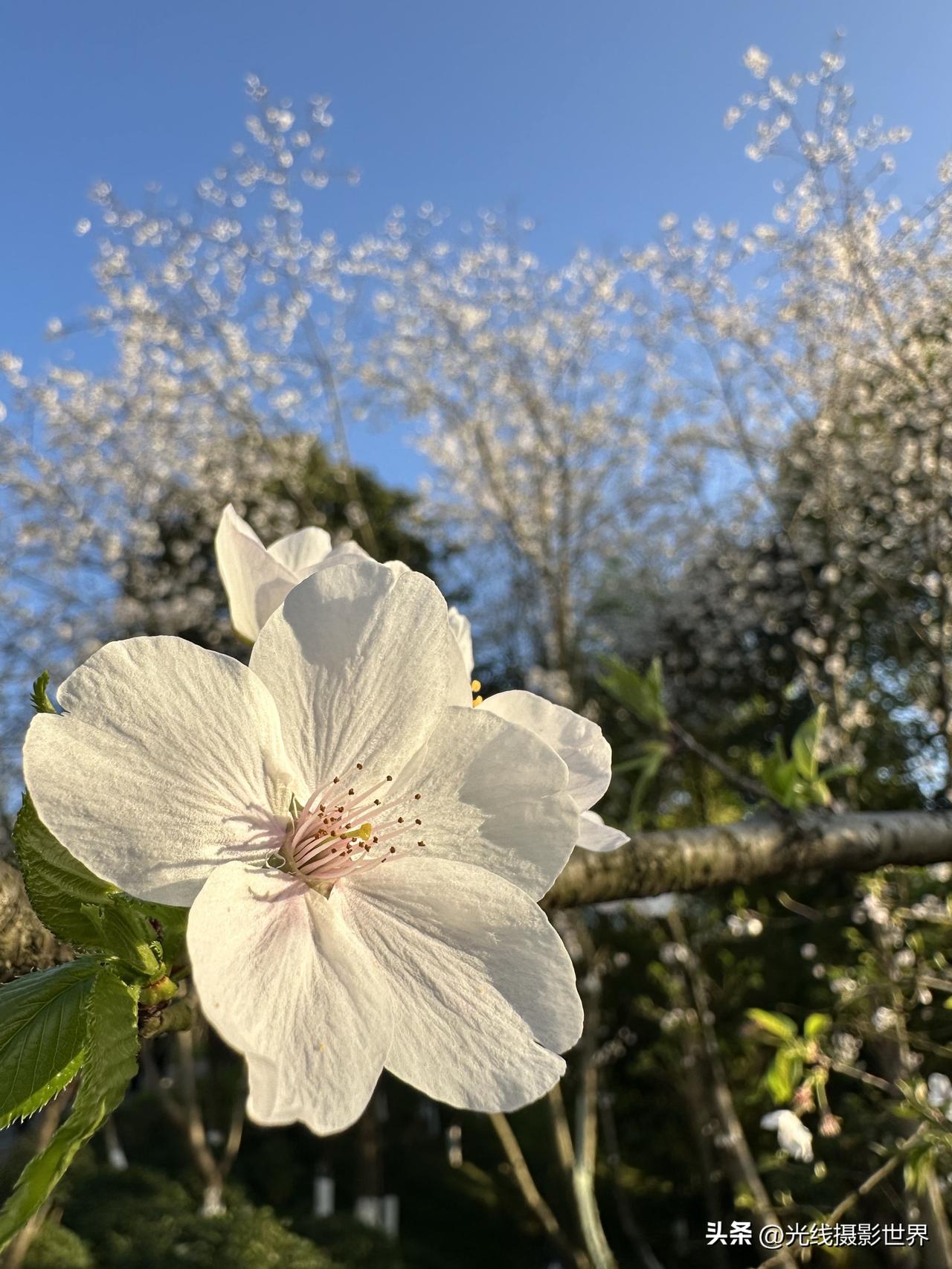 太火爆啦！好多重庆美女小姐姐，挤到重庆园博园看樱花呀！3月10日，星期二，重庆主