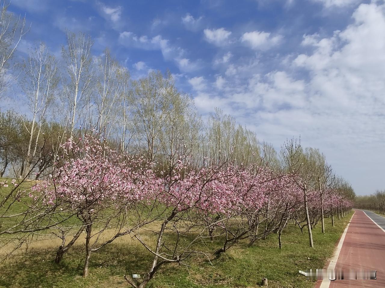 路过黄河岸边，遇见桃花开放，拍下一张，以作留念。