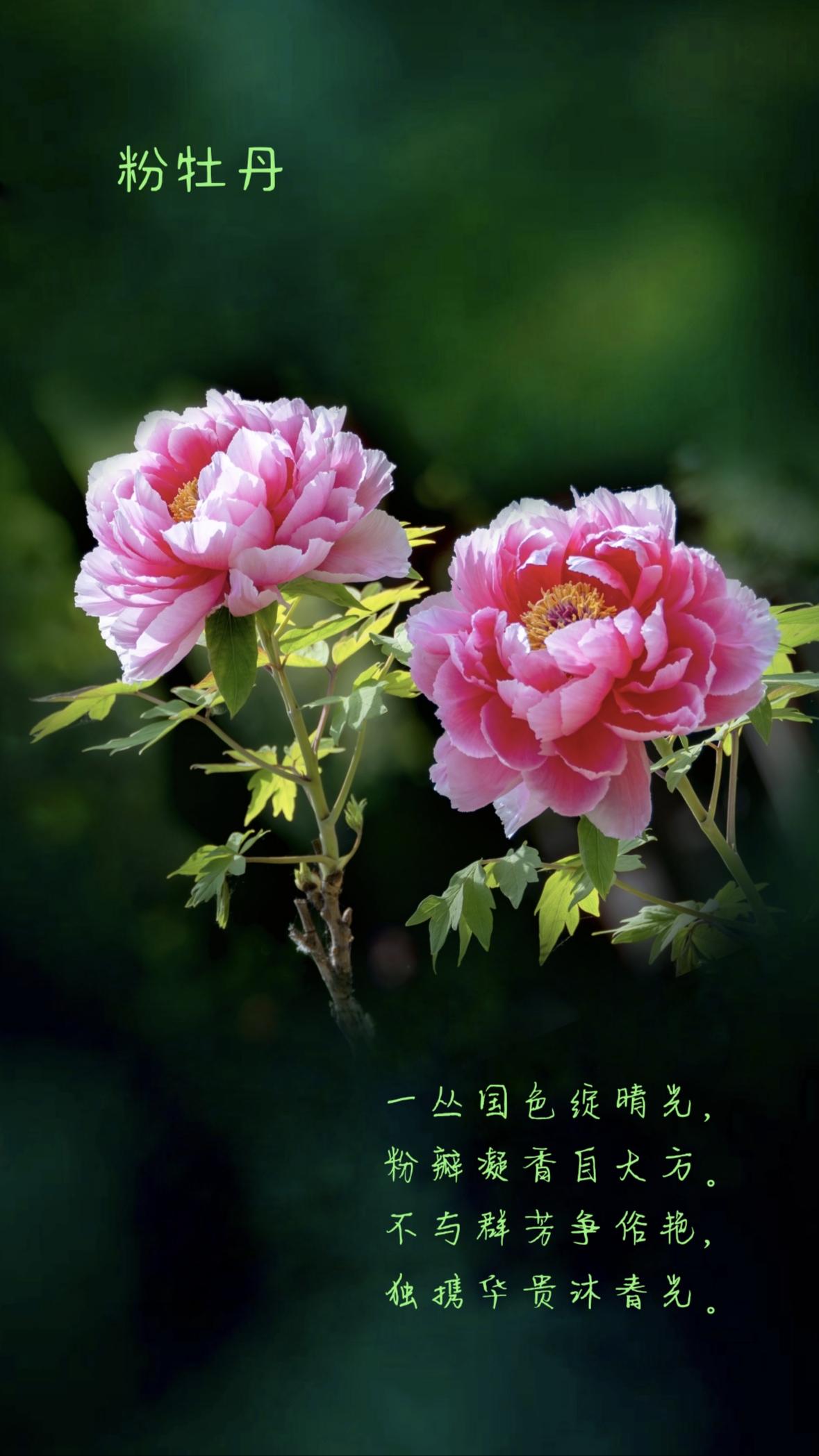 品花录
——咏粉牡丹
一丛国色绽晴光，粉瓣凝香自大方。
不与群芳争俗艳，独携华贵