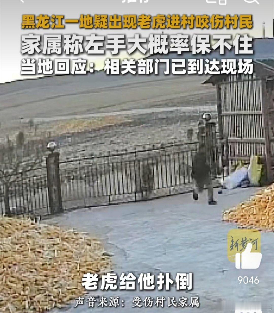 被老虎咬伤村民家大门紧闭  黑龙江被老虎咬伤村民家属发声 关于“东北虎”进村咬人
