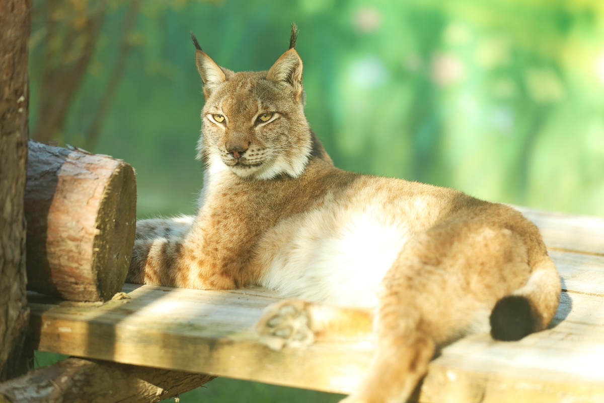 新晋“顶流”来郑州了！快来郑州动物园打卡