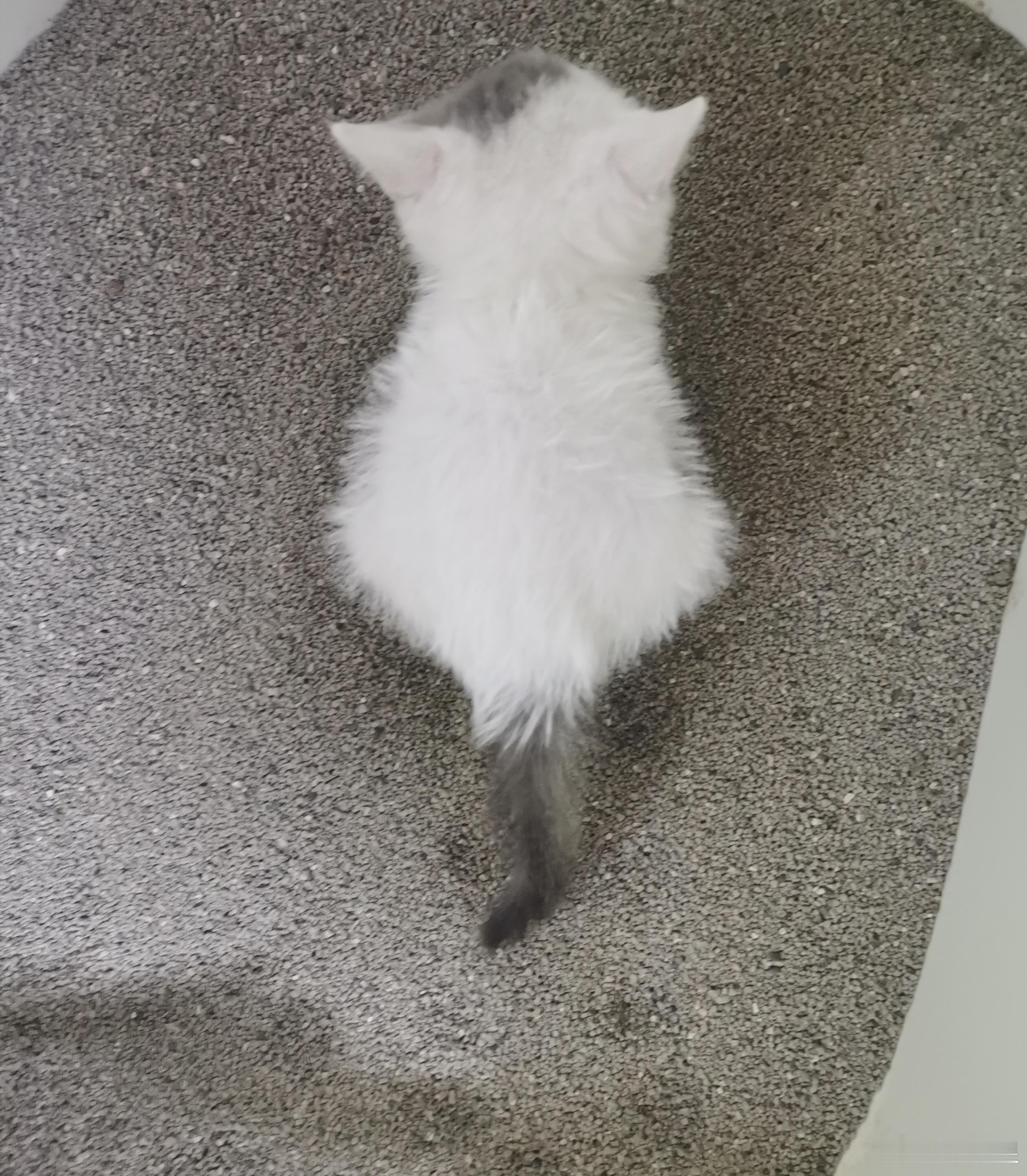 小萌娃晚安