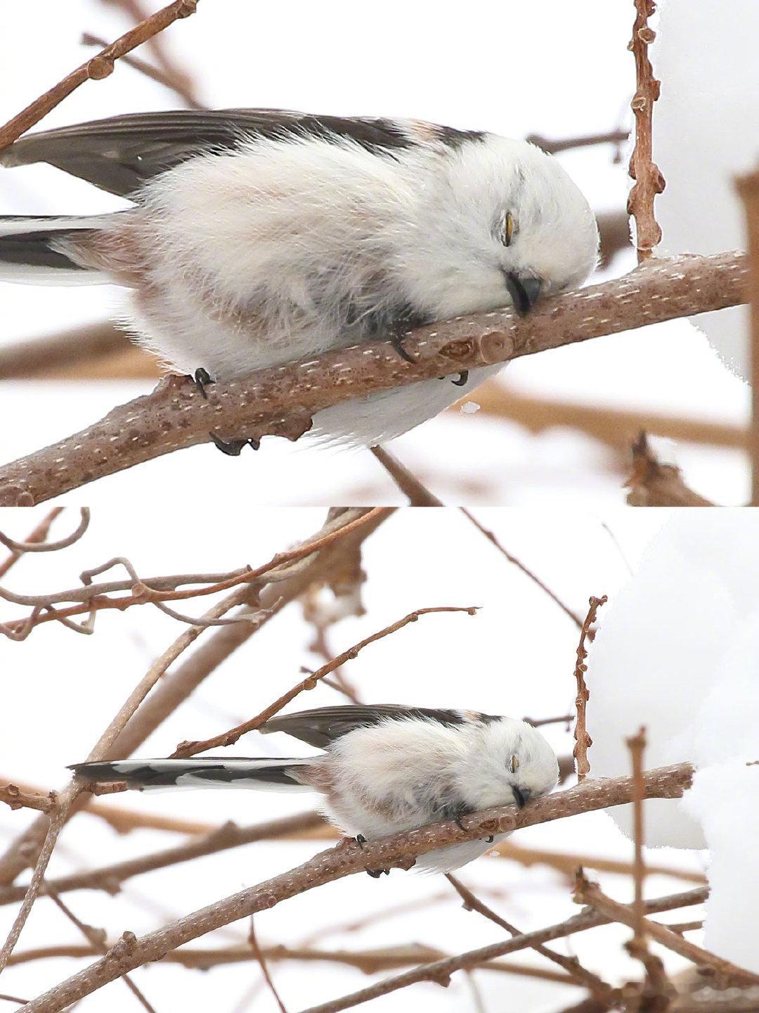 被这只靠在枝头睡觉的小团团治愈了。❤️(twi:daily_simaenaga)