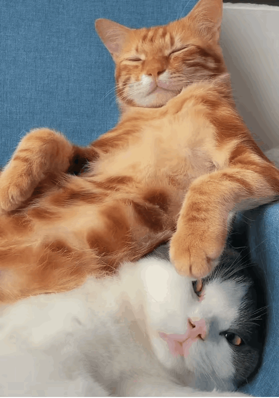 大橘猫是不是觉得自己才是这个家的王？连主人都是它的臣民？