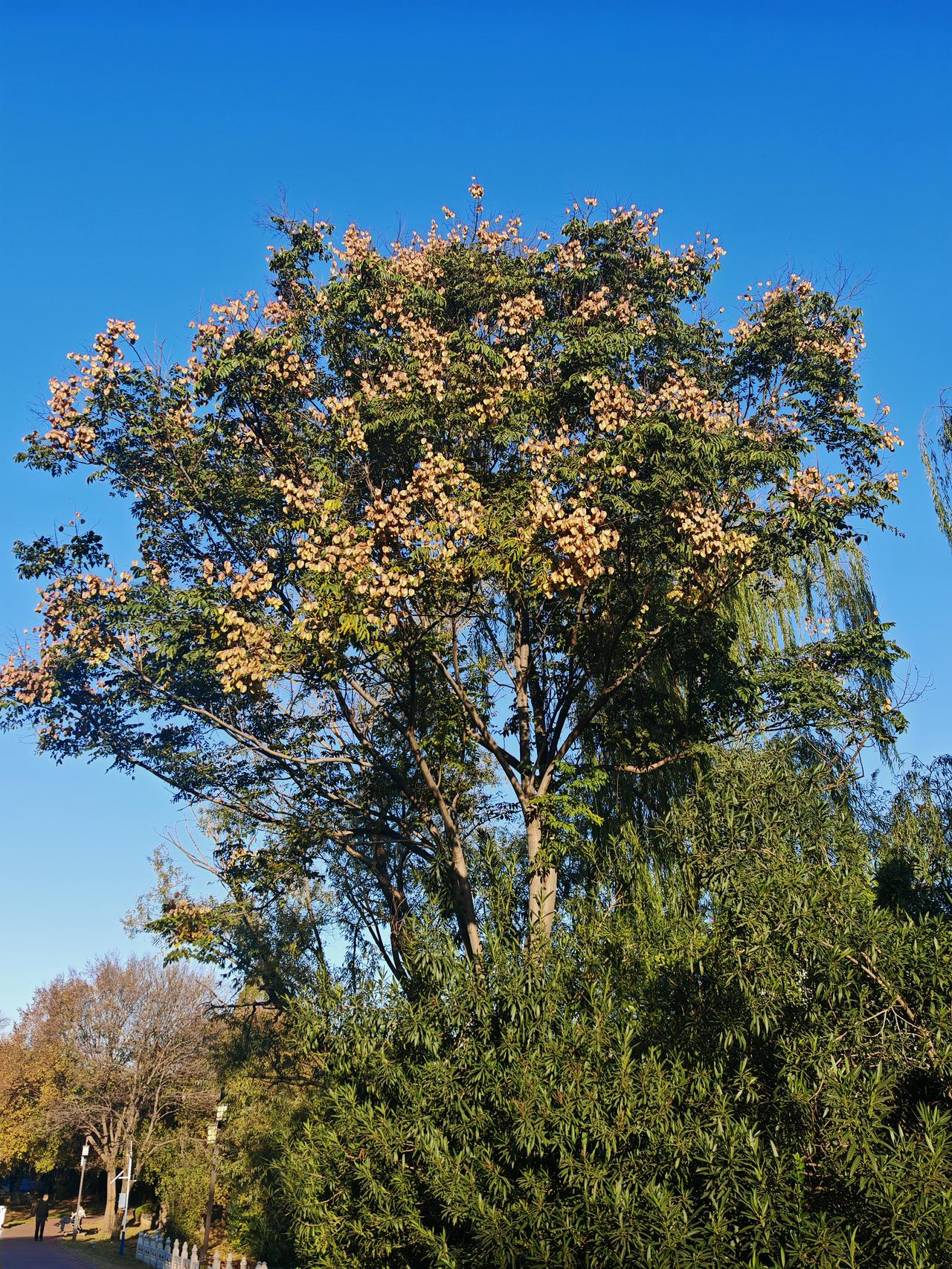 晨光下的发财树（祝友友们早上好）