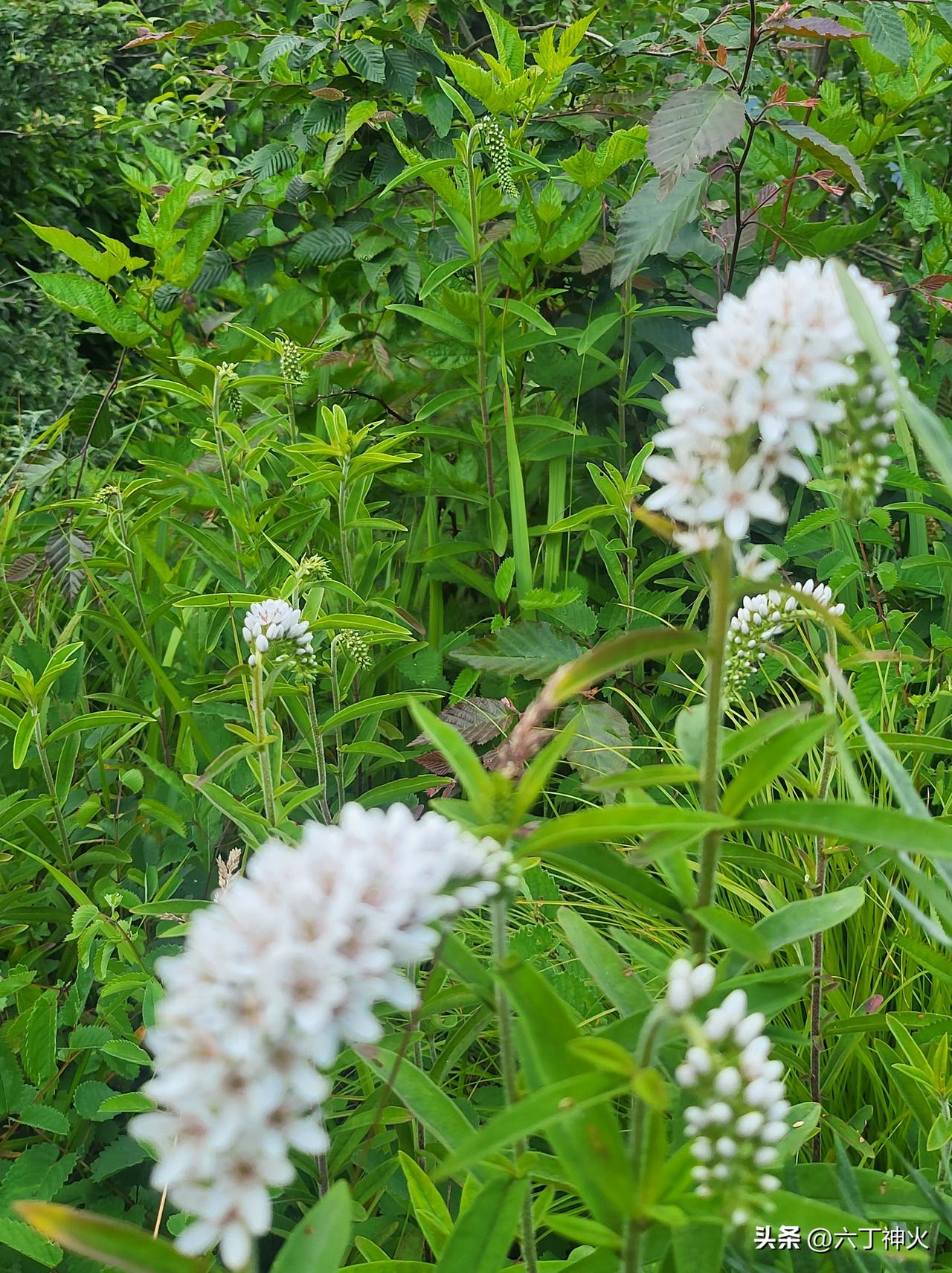 清新自然的小花丛，绿意盎然，生机勃勃！🌸🌿