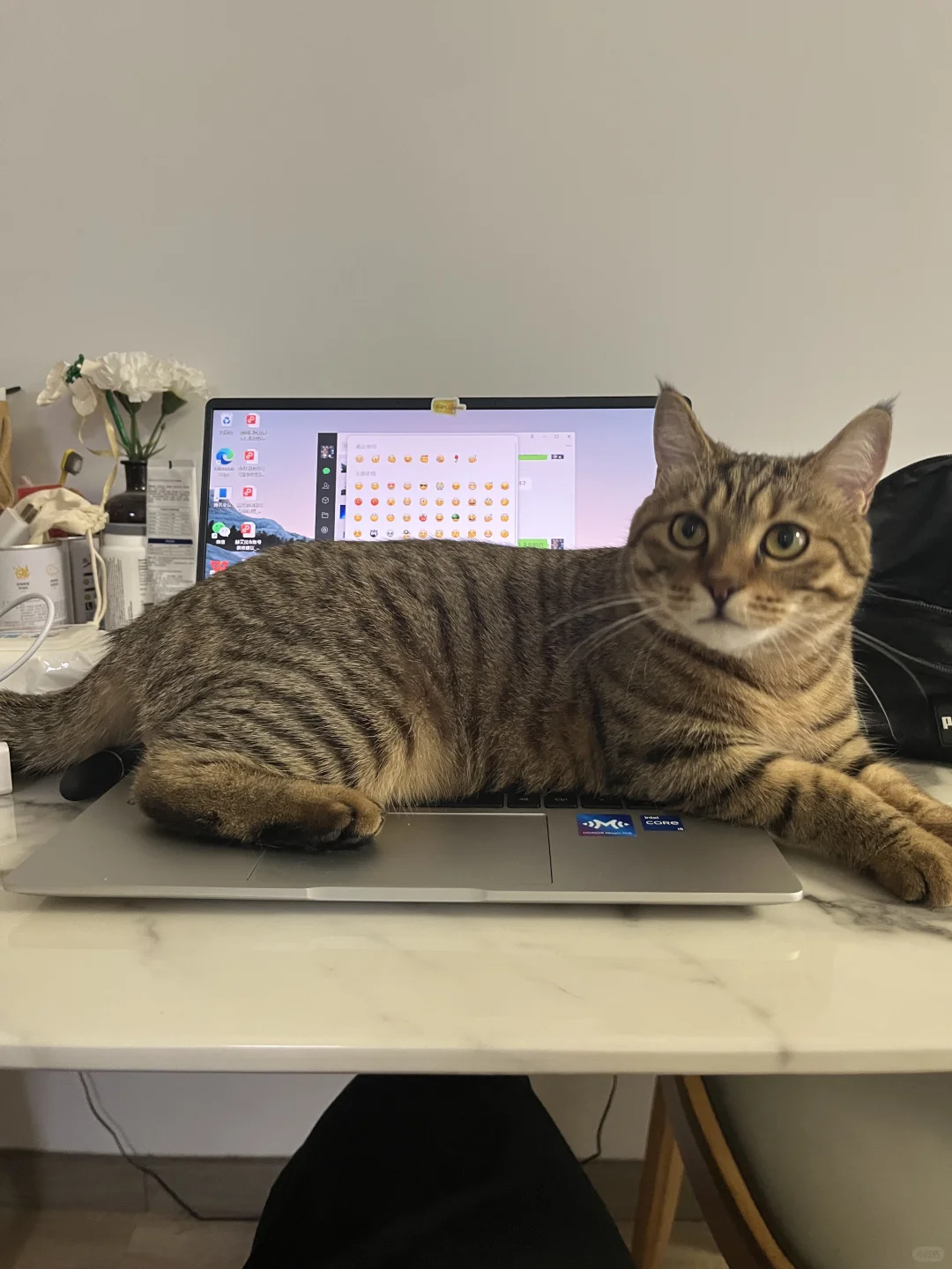 领导 我家猫不让我加班