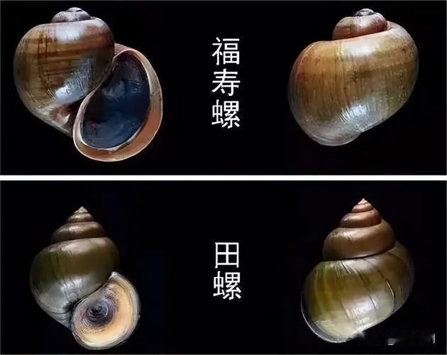 吃螺可得擦亮眼睛！[呆无辜][呆无辜][呆无辜][白眼][白眼][白眼]
福寿螺