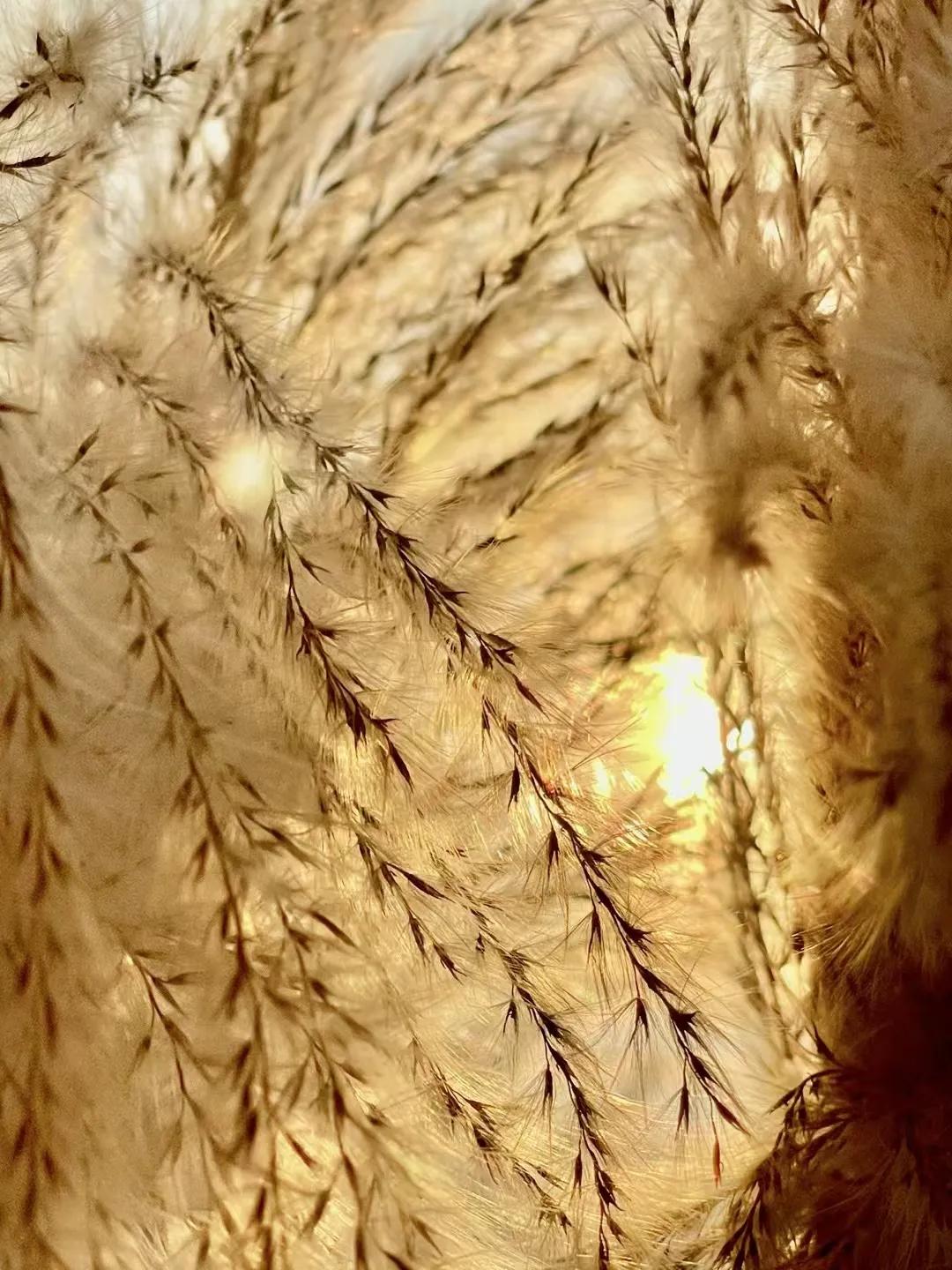 夜欢：尚未冷透的呼吸在十指上皴染/那一片芦花般的柔软终结/沉睡了所有的我执我痴