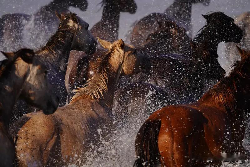 过年啦，这“天南地北大拜年”的氛围直接拉满！祝福马年，感觉这一年会像骏马奔腾般充