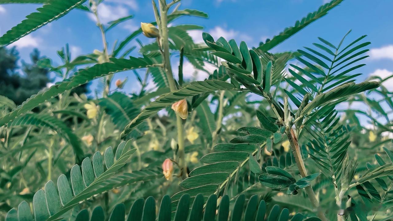 山扁豆属一年生草本植物，别名：含羞草决明、黄瓜香、地柏茶、铁甲草。
传统药用功效