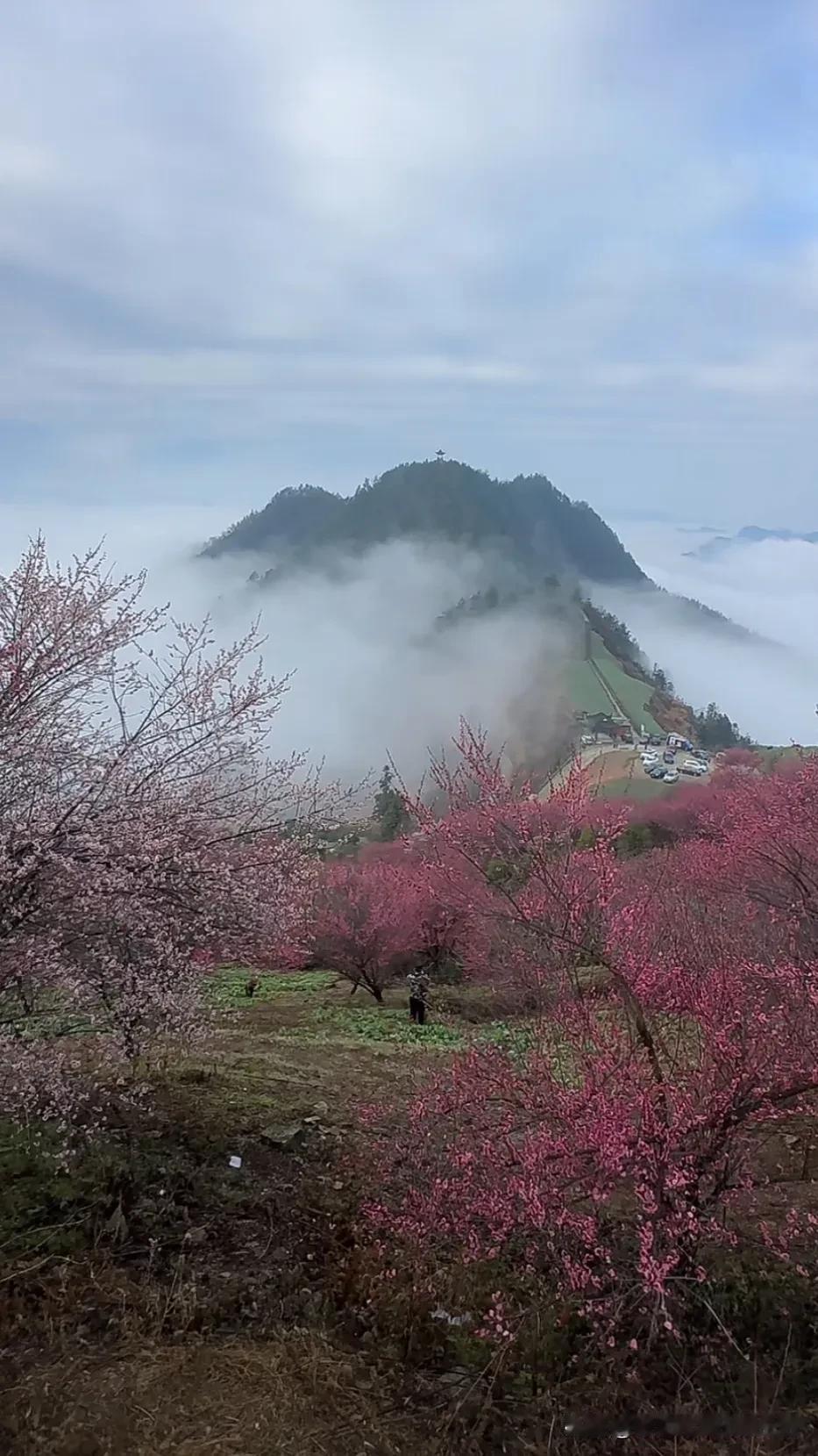 春日梅花海，云雾缭绕的浪漫仙境