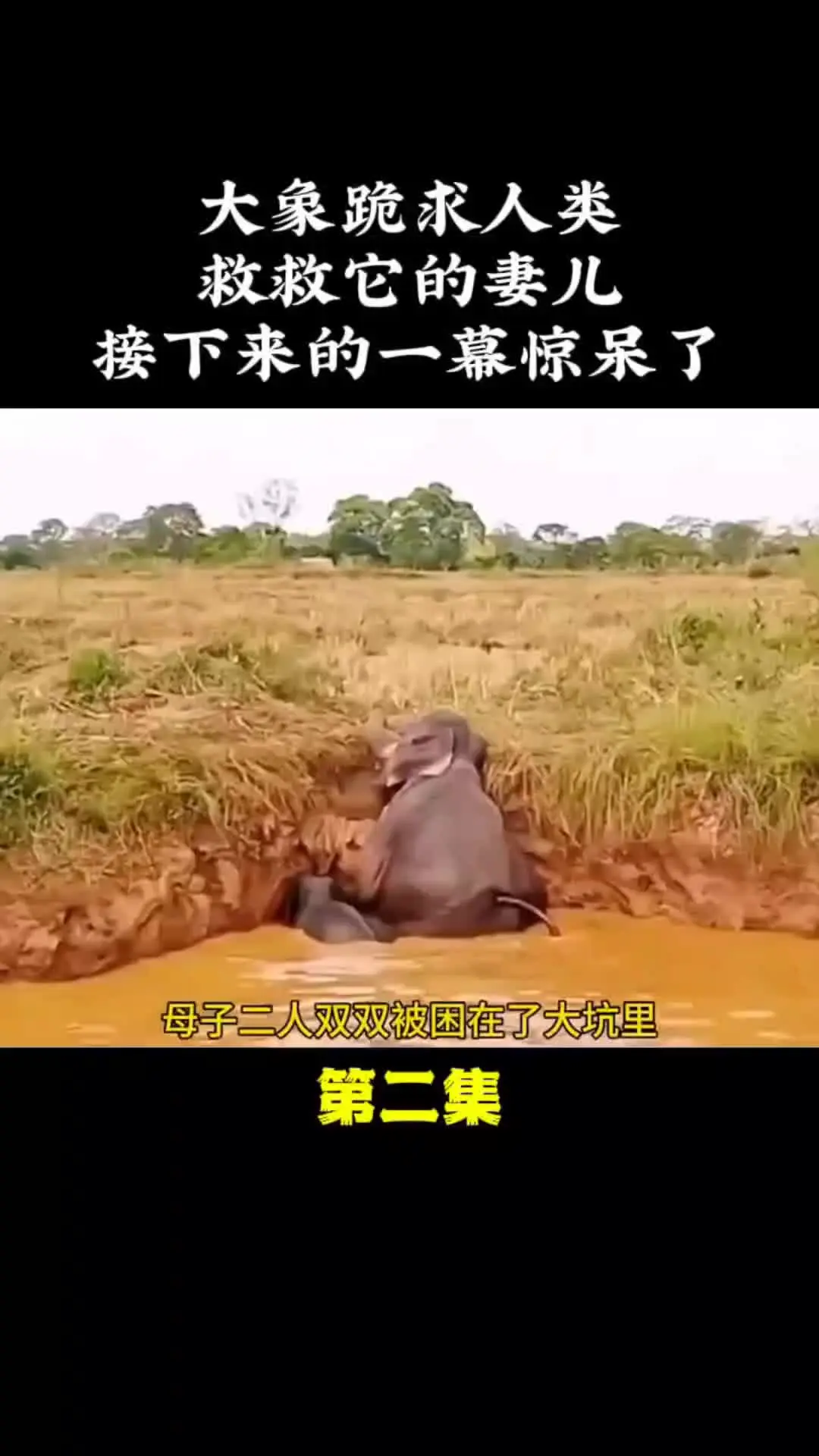 我的观影报告 神奇动物在 万物皆有灵性