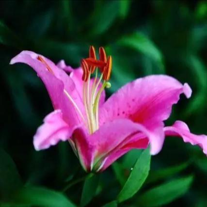 、
百合花：
百合花开白黄红，
惊艳绝世醉心中。
翠叶擎花香自远，
临风绰约玉姿