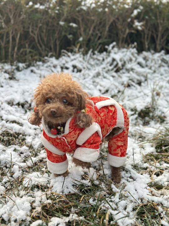 积雪上的小野花，太好看了吧，冬天再见！