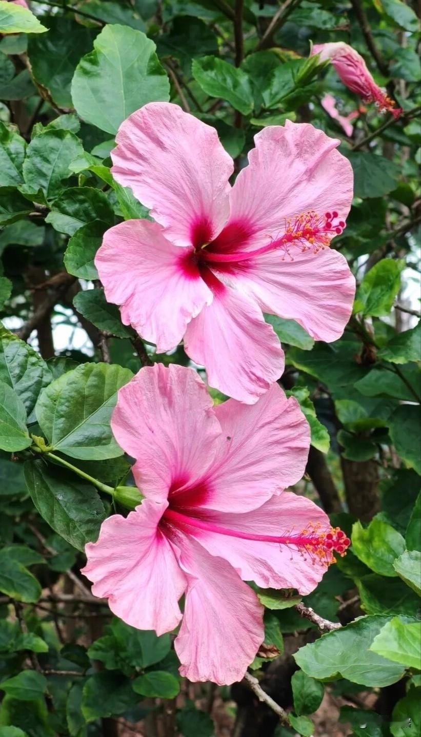 朱瑾花朝开暮落，每天清晨都会有新的花朵绽艳开放，朱瑾花分为单瓣双瓣。朱槿花因其花