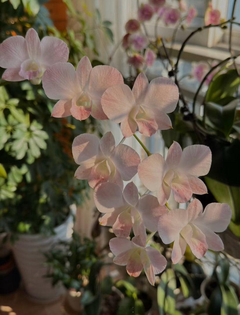 石斛兰 的核心种植方法：1. 栽培方式：1️⃣附生（模拟原生环境）：绑在树干、蛇