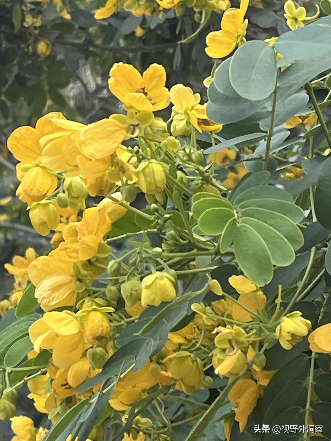 再查，黄槐也。