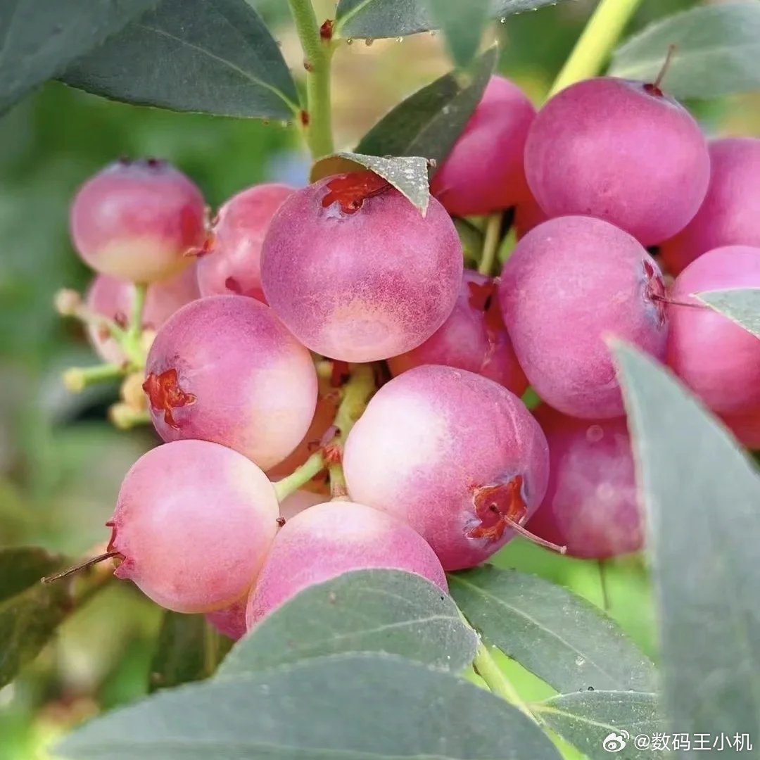 粉色蓝莓真是活久见，从小到大没见过粉色的蓝莓，刚去搜了一下，网上只有卖苗子的，估