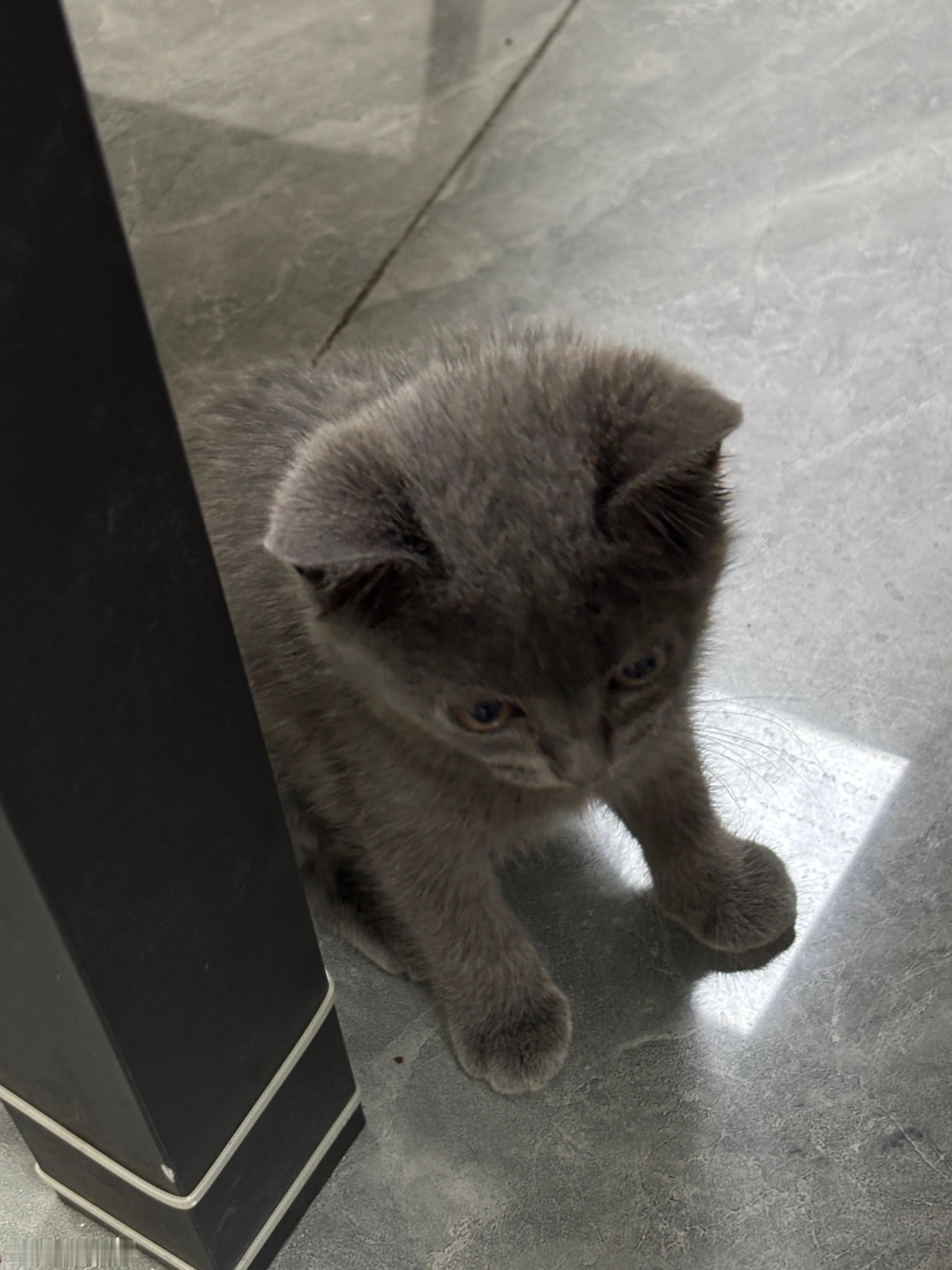 麻将馆的猫咪 
