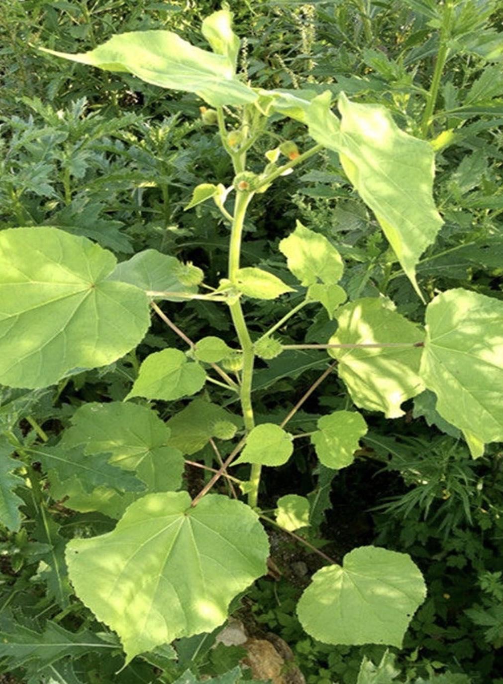 有谁认识这种植物？我反正知道它是什么，它叫苘麻，小时候在农村田间地头可多了。秋后