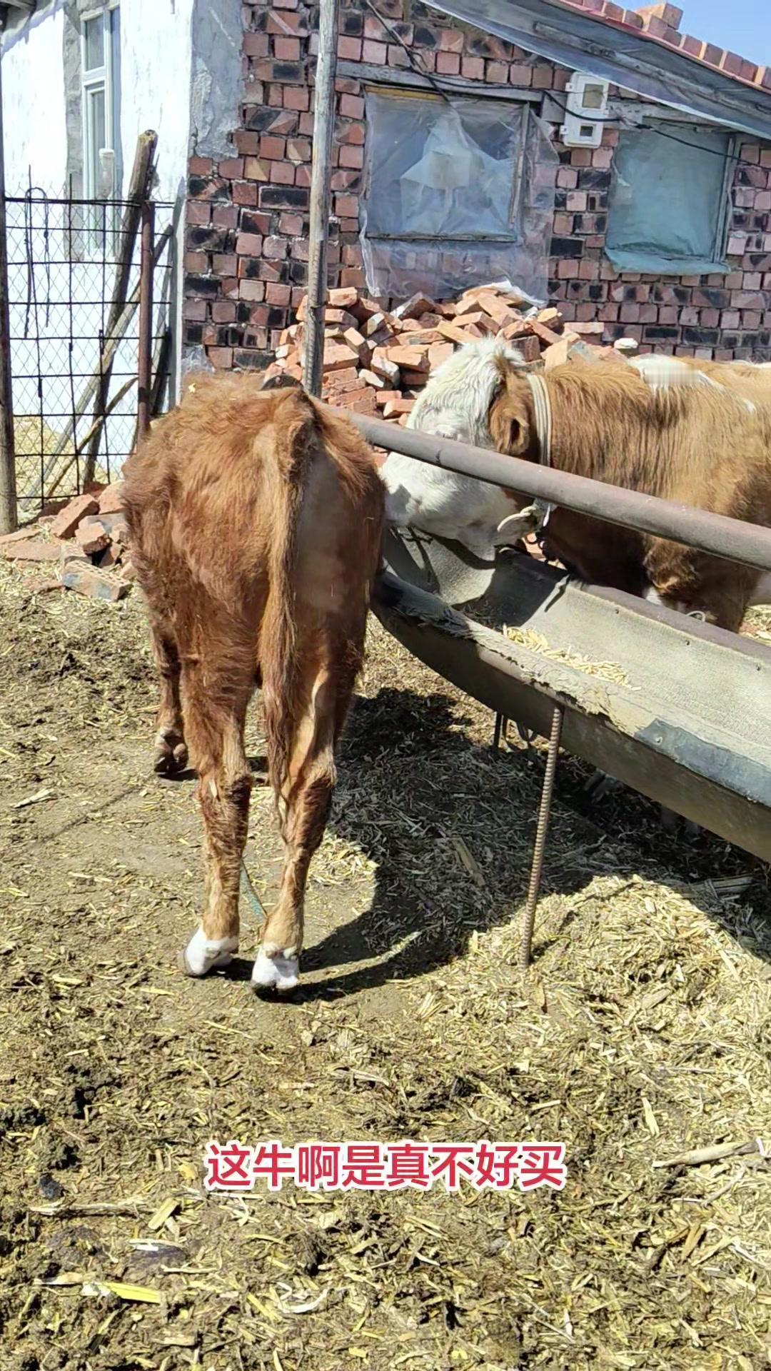 养牛成本高到买不起？农户选牛的痛谁懂！这牛啊是真不好买，大的要一万七，小的还有点