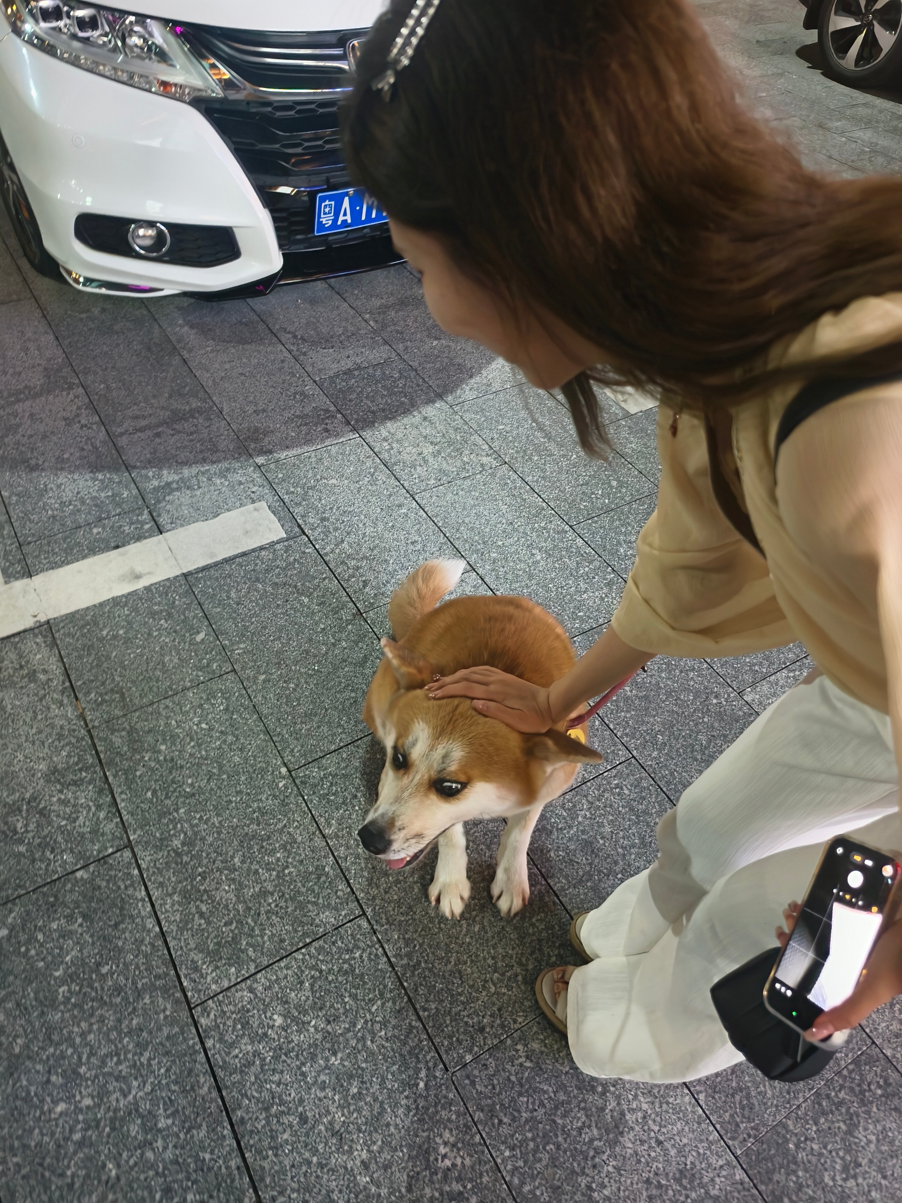 啊哈哈哈哈 看小狗的表情真的好搞笑 