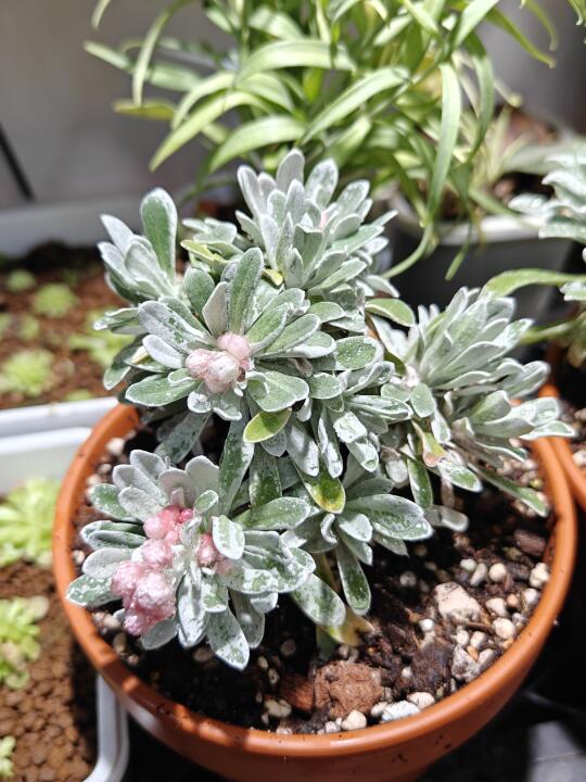 银叶蜡菊