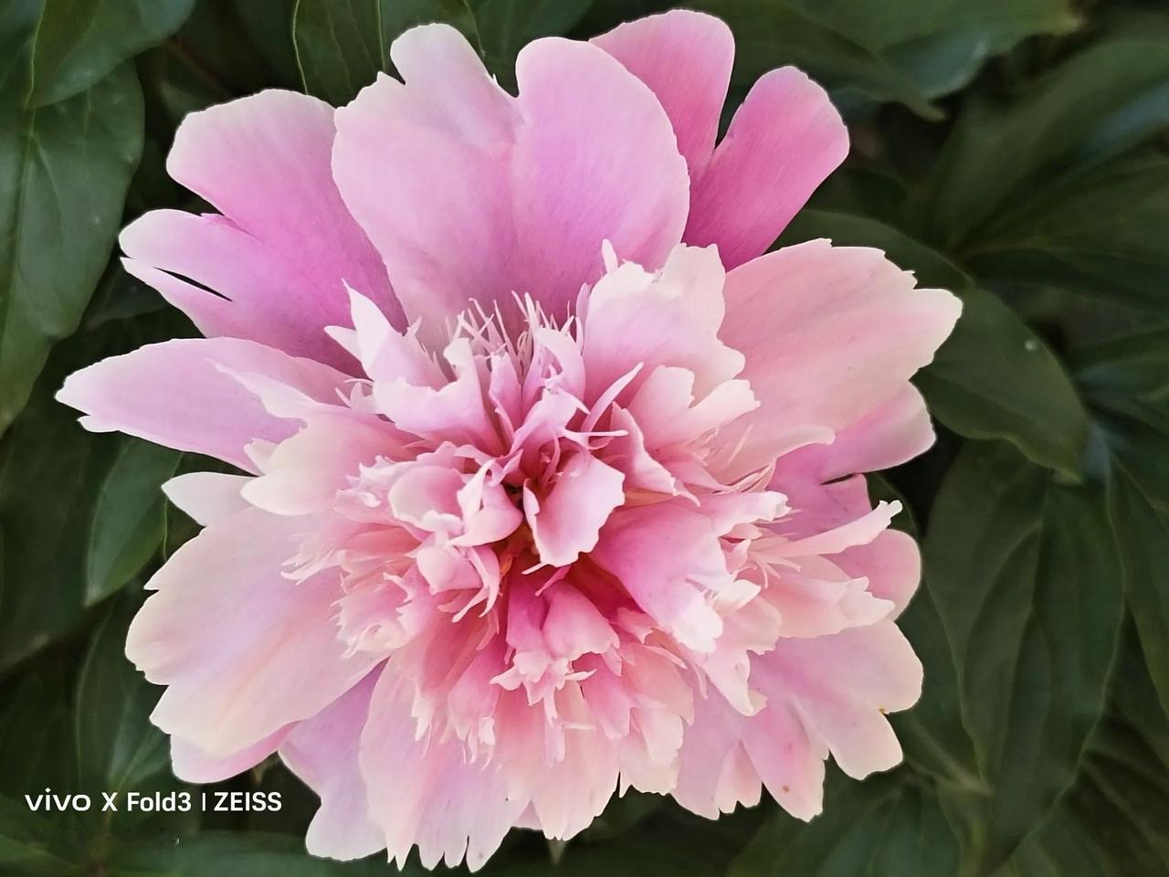 俗话说，芍药气牡丹。什么意思呢，就是说，芍药花🌺开的美丽，可以比肩雍容华贵的牡