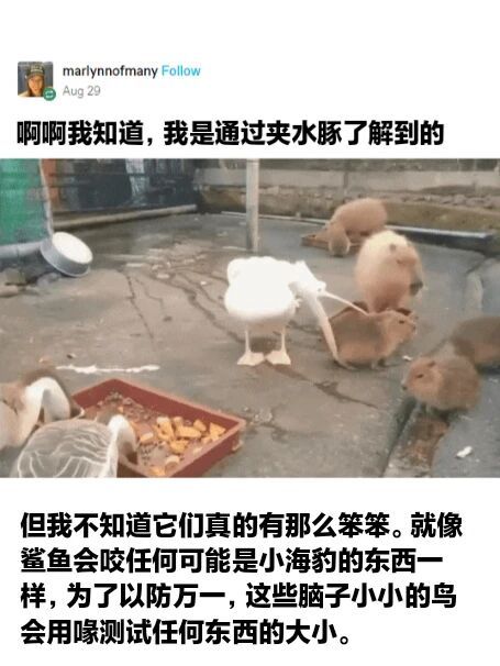 为什么鹈鹕总喜欢啥都上去咬一口？ 