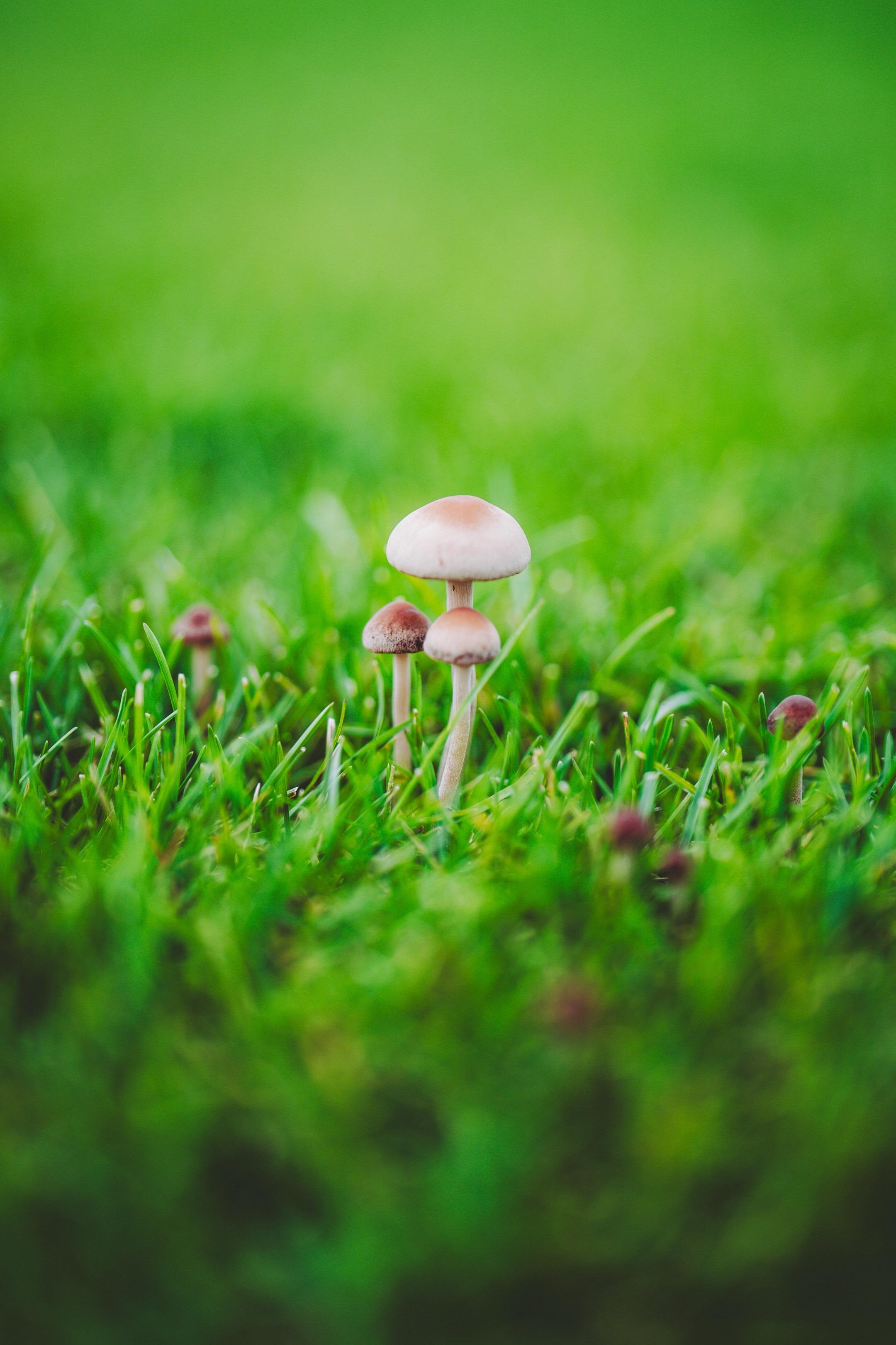 野蘑菇，秋雨后的生命力！
