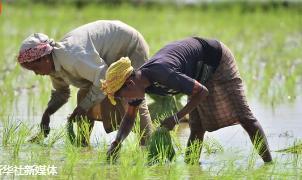 印度最近又干了一件大事，花了前近两倍的价钱一口气从拿下250万吨尿素，直接刷新本