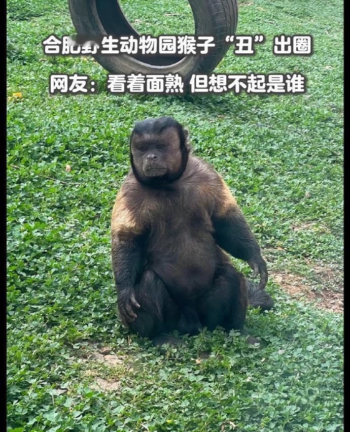 合肥野生动物园一只国字脸的黑帽悬猴在五一假期火出圈，网友：看着面熟，但想不起来是