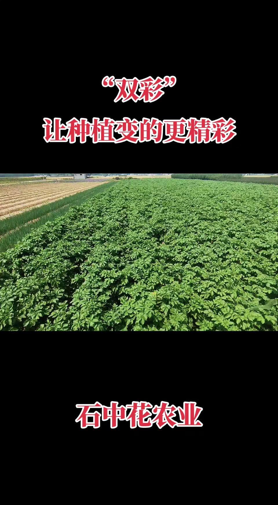 1️⃣效果对比：邻居家的土豆，我送了他一包酸菜，他用了双彩叶面肥打了8次。没打的