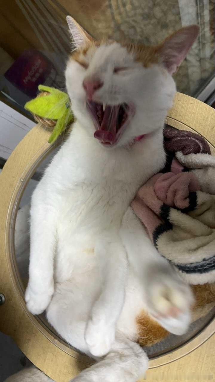 49398【丑猫】我不服啊测报你快说他丑啊！！