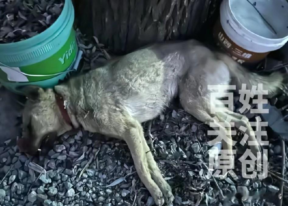 摔狗反杀案中，今天的法官能否为大家情景演练一遍正当防卫呢？
我着实好奇，当事人处