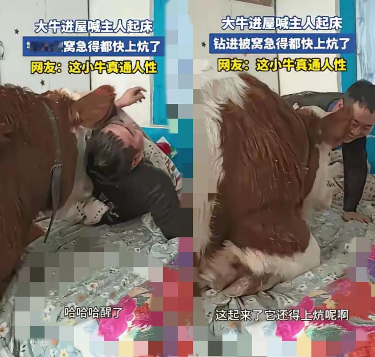 黑龙江大哥的“牛闹钟”也太绝了！
        大冷天想赖个床，养的小花牛直接