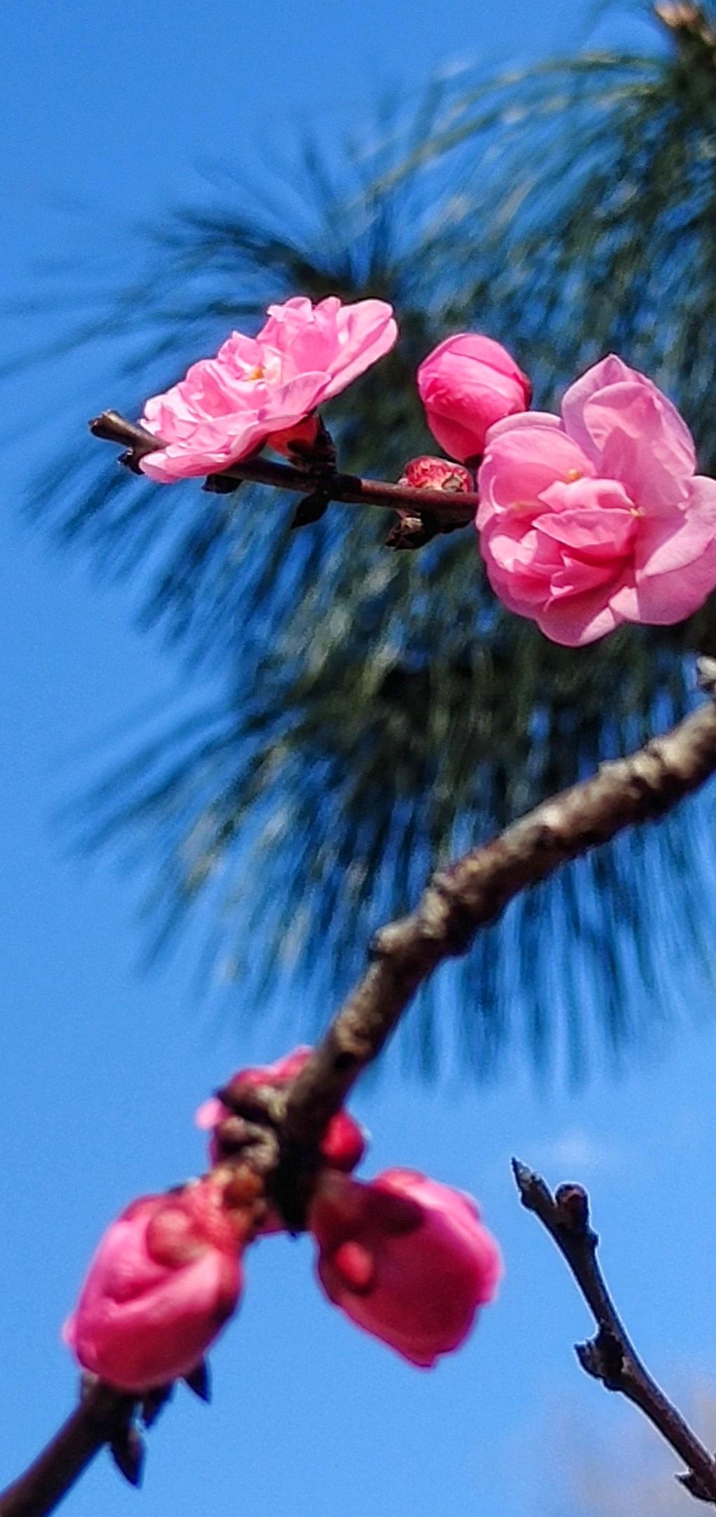 梅花开来春来早,
她是冬日的终结者,春的信使。
在她的引领下,万物复苏,
大地披