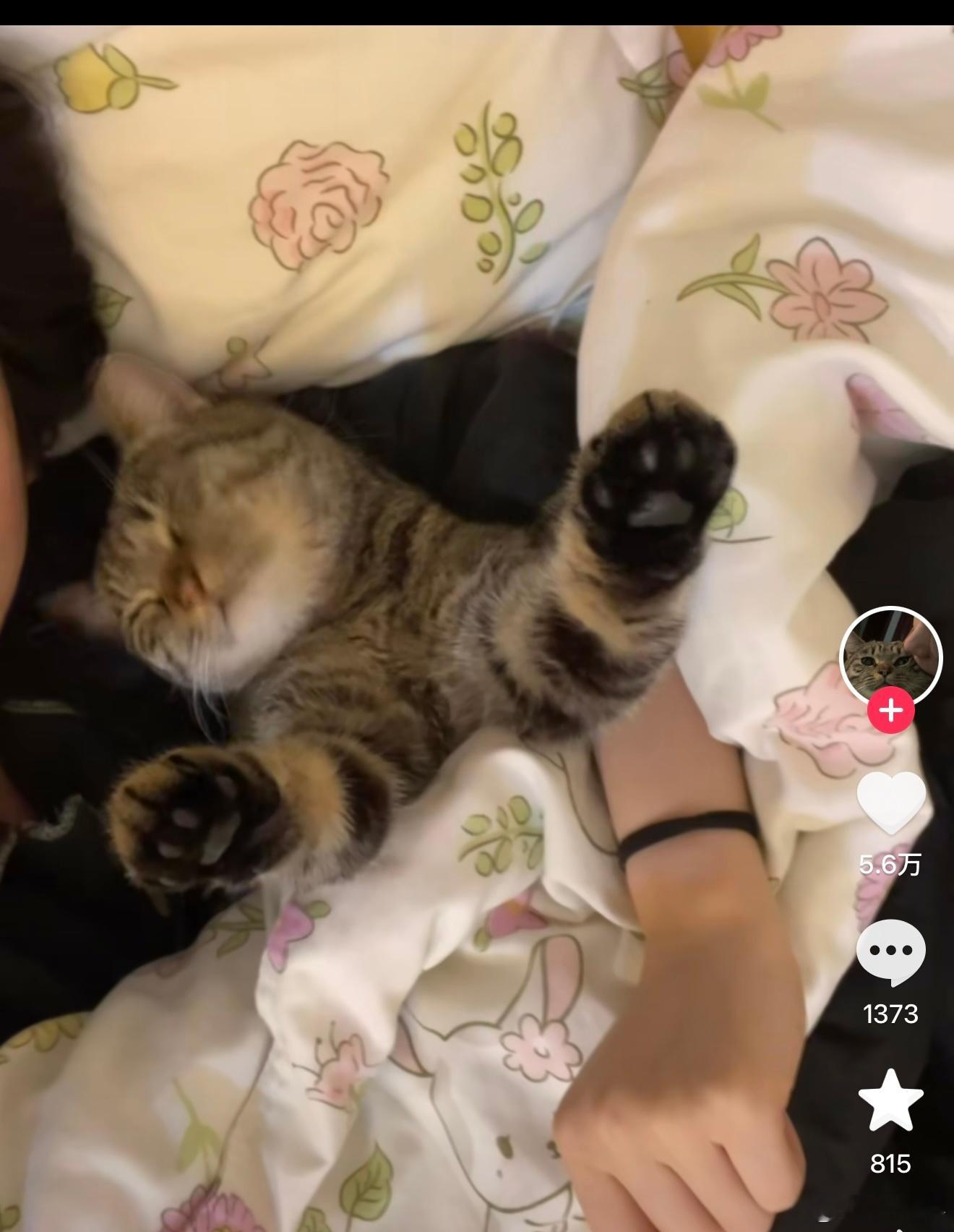 我给我老公分享了一个全是楼着小猫咪睡觉的视频 然后他……？ ​​​
