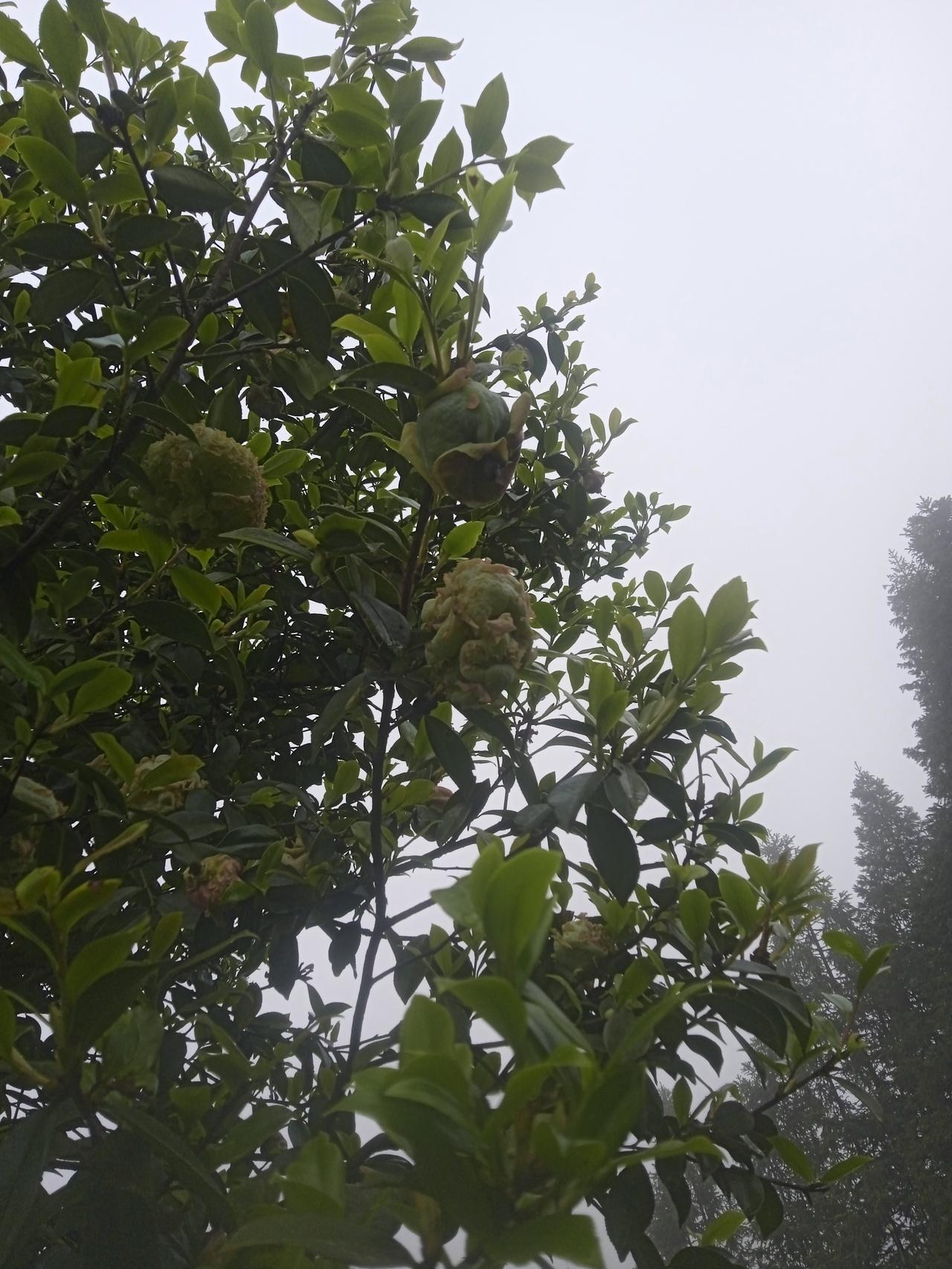 “我连无人问津都挺了过来，又怎会死在忽冷忽热上，朝阳无人作伴，晚霞又何须寻人共赏