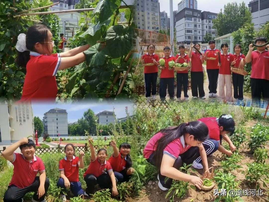 【石家庄长征街小学特色农场劳动教育落地生根】近期，石家庄市长征街小学依托校园光华