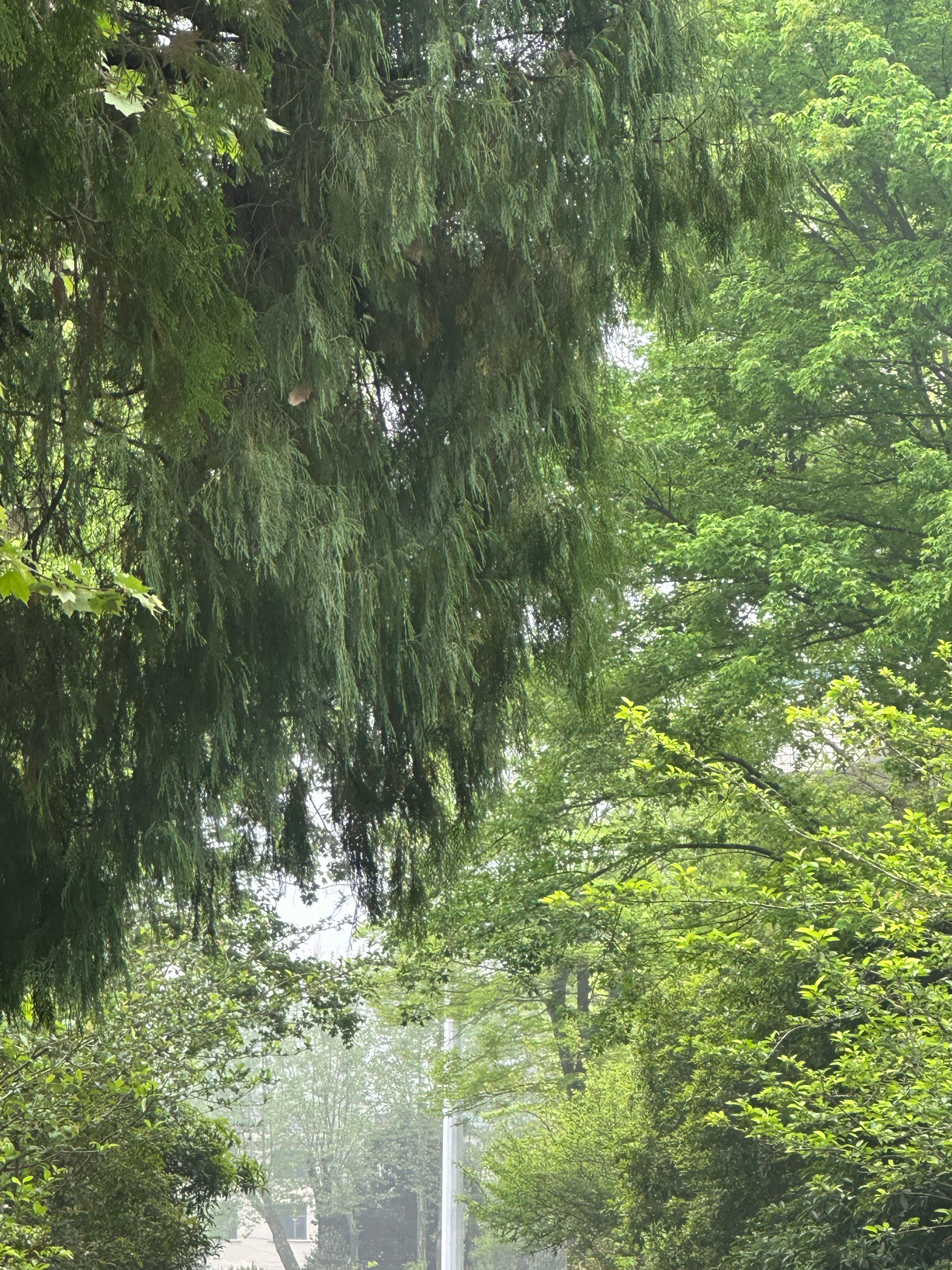 一到春天就感觉被绿色包围了，真不错 