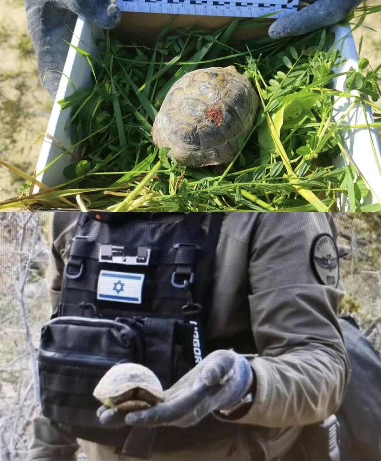 以色列人救助了一只被伊朗导弹击中的乌龟。

在以色列耶路撒冷被伊朗导弹袭击后，警