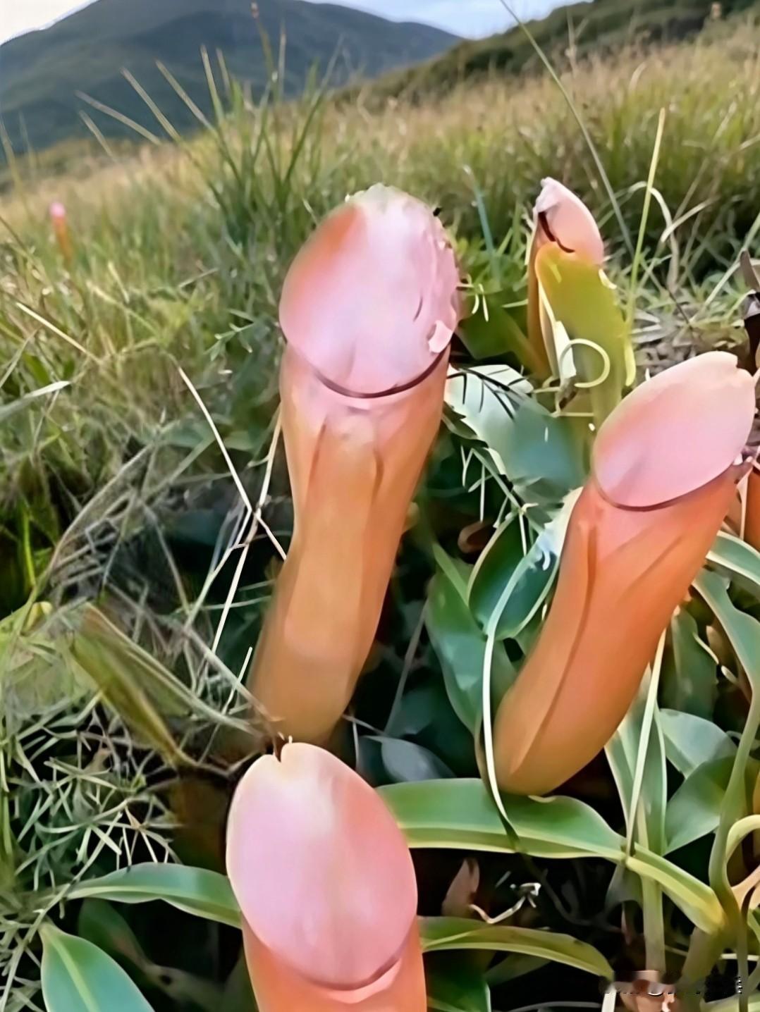 这是什么植物？我敢保证全网见过它的人不超过3人，能够说出它的名字与用途肯定是位懂