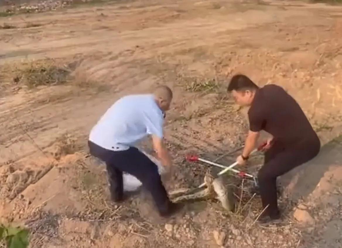 厦门工地挖出“夫妻蟒”：是风水宝地，还是野生动物收容所？

厦门海沧一工地近日挖